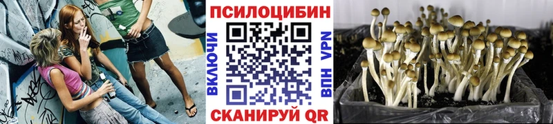 Псилоцибиновые грибы прущие грибы  Донской 